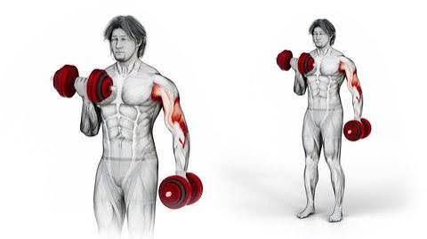Understanding Muscle Growth: What Actually Happens When You Lift Weights?